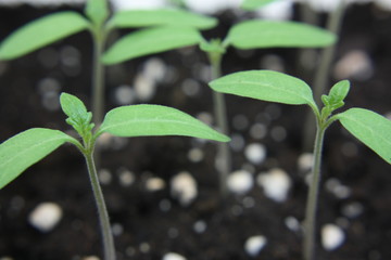 Junge Tomaten Stecklinge