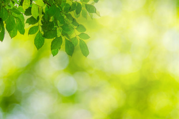 Fototapeta na wymiar green leaves bokeh background