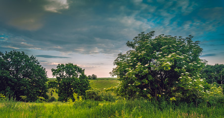 Fields landscape in summer sunset and sunrise
