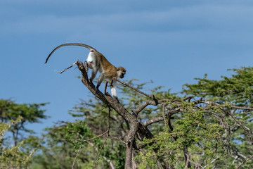 Vervet monkey walking in tree tops
