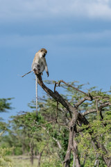 Vervet monkey sitting in tree top