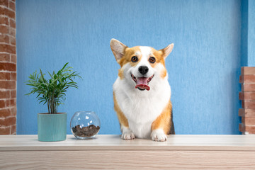 Cute dog of welsh corgi pembroke breed sits on the desk of reception smiles at visitors