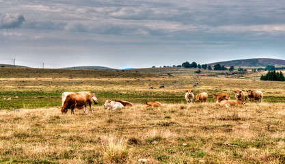 Troupeau en pâturage sur l'Aubrac à Malbouzon, France © Jorge Alves