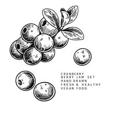 Hand drawn cranberry branch, leaf and berry. Engraved vector illustration. Cowberry, blueberry wild plant. Summer harvest, jam or marmalade vegan ingredient. Menu, package, cosmetic and food designю