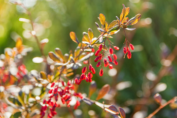 Barberry or Berberis vulgaris branch with berries on sunny day