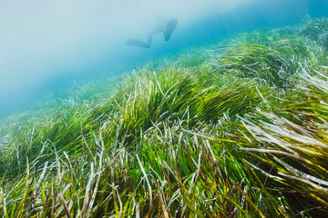 Fototapeta na wymiar Healthy posidonia sea grass thriving in underwater Zakynthos