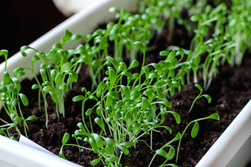 Growing eco plant. Healthy lifestyle, stay young and modern restaurant cuisine concept