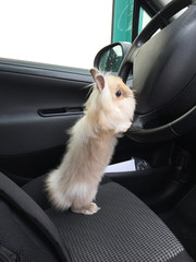 Funny Cute bunny standing drive a car position