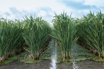 rice fields in the lagoon of Valencia