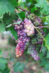 bunch of grapes on the vine with green leaves