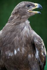 Obraz premium eagle detail on green background