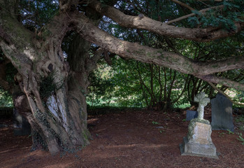 Very old graveyard with strange light and colors, creating a mysterious atmosphere.