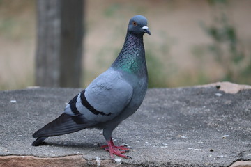 A desert pigeon
