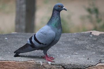 A Domestic pigeon