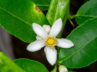 Close up of Orange flowers on a branch with blur background.