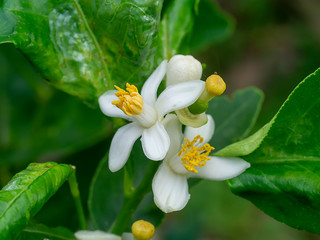 Fototapeta premium Close up of Orange flowers on a branch with blur background.