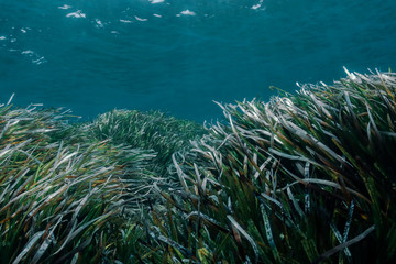 Fototapeta na wymiar Healthy posidonia oceanica in Zakynthos island