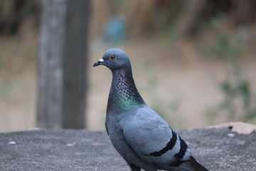 side shot of desert pigeon on rock