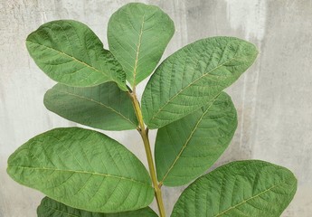 Green guava leaves on the plant with white colour wall in background