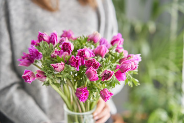 Closeup of purple poppies anemones. Many flowers in glass vase in womans hands. winter flower