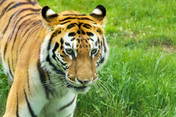 Portrait of Orange Tiger Outdoor