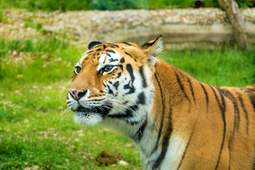 Portrait of Orange Tiger Outdoor