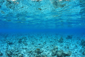 Coral reef destroyed by the coral bleaching