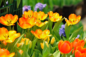 Flower tulips in garden ;Thailand