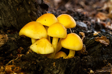 Large group of Hypholoma fasciculare They grow from a rotten tree stump.