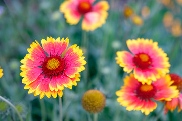 flowers with petals of different colors of red and yellow