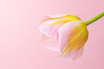 Pink-yellow tulip on a pink background. The concept of a holiday, celebration, women's day, spring. Minimalism, flat lay. Suitable for banner, postcard. Copyspace.