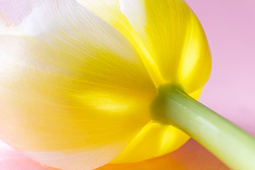 Yellow fringed tulip on a pink background. The concept of a holiday, celebration, women's day,...