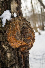 Cap on the trunk of an old birch. An outgrowth on a tree with deformed growth directions of wood...