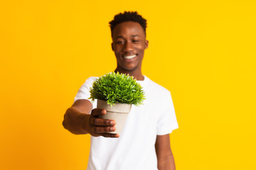 Handsome smiling african guy holding green plant in hands