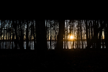 Sunset Between Trees Foliage