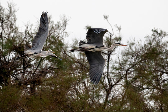escadrille de hérons