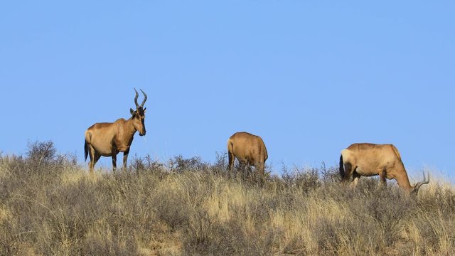 Red hartebeest antelopes (Alcelaphus buselaphus) grazing in natural habitat against a blue sky, South Africa