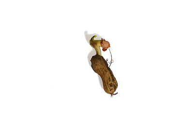 Sprouted peanuts with a young sprout on a white background.