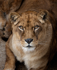 Fototapeta na wymiar Head portrait of a lioness looking at the camera