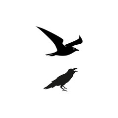 minimalist raven bird vector logo design