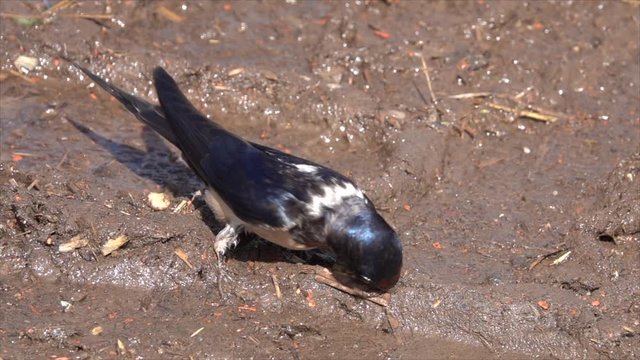 Rauchschwalbe&nbsp;(Hirundo rustica) sammelt Nestbaumaterial an Pf&uuml;tze