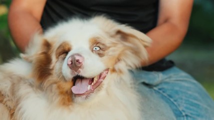 Dog owner plays with his Australian Shepherd