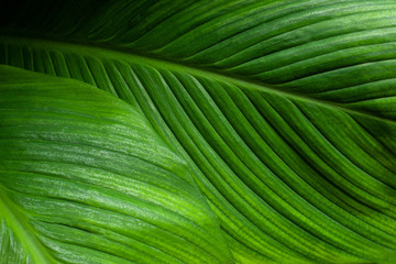 leaves of Spathiphyllum cannifolium, abstract green texture, nature background, tropical leaf