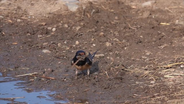 Rauchschwalbe&nbsp;(Hirundo rustica) sammelt Nestbaumaterial an Pf&uuml;tze