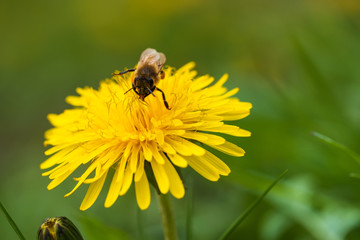 Eine Biene sitzt auf einem blühenden Löwenzahn