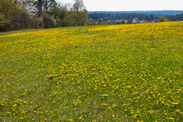 Obraz premium Eine Wiese mit blühendem Löwenzahn in der Fränkischen Schweiz/Deutschland