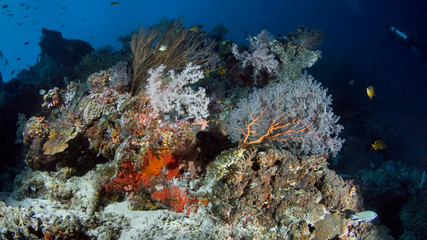 Colorful soft corals from the family of Sarcophiton. Underwater photography, Philippines.