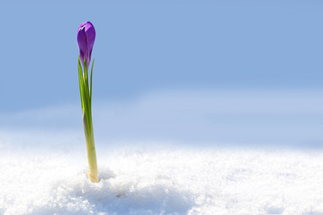 Crocus in the snow. Early spring purple flower. Warming, spring mood background.
