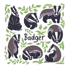Badger vector illustration. Hand drawn set of сute Meles meles in different poses. Square composition with leaves and lettering "Badger". © Ann