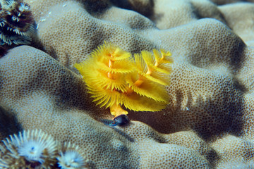 A sea worm (Spirobranchus giganteus) is like an underwater flower when it spreads its tentacles